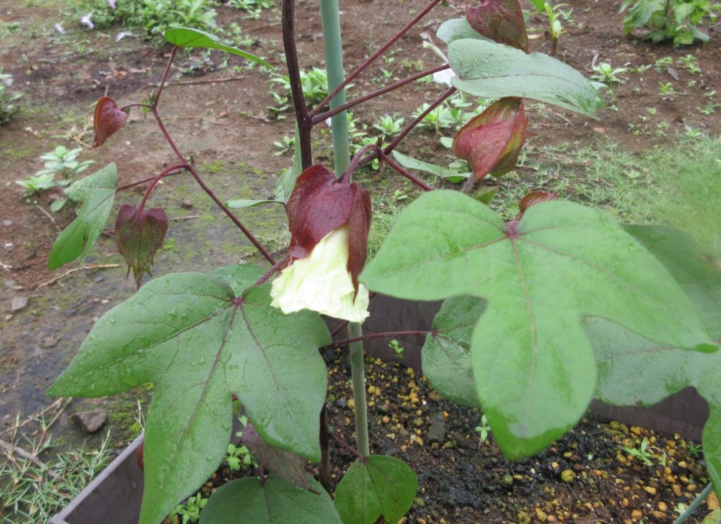 わた花　なかなか咲かない蕾