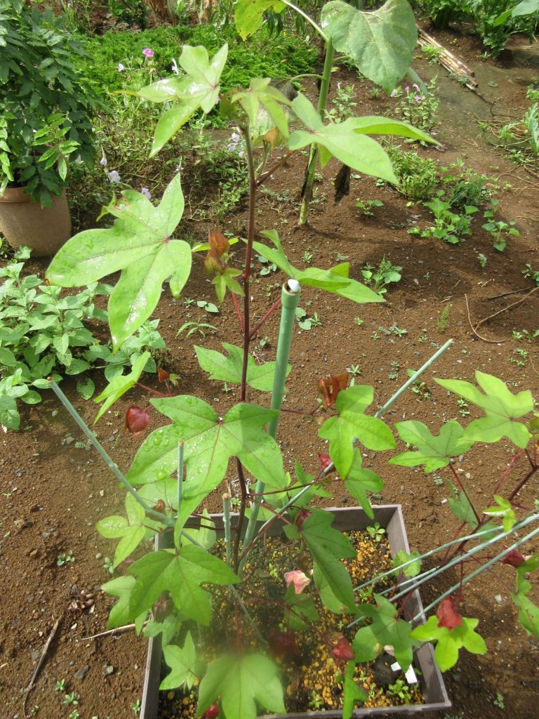 わた花　成長した茎