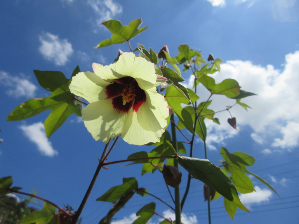 わた花　青空