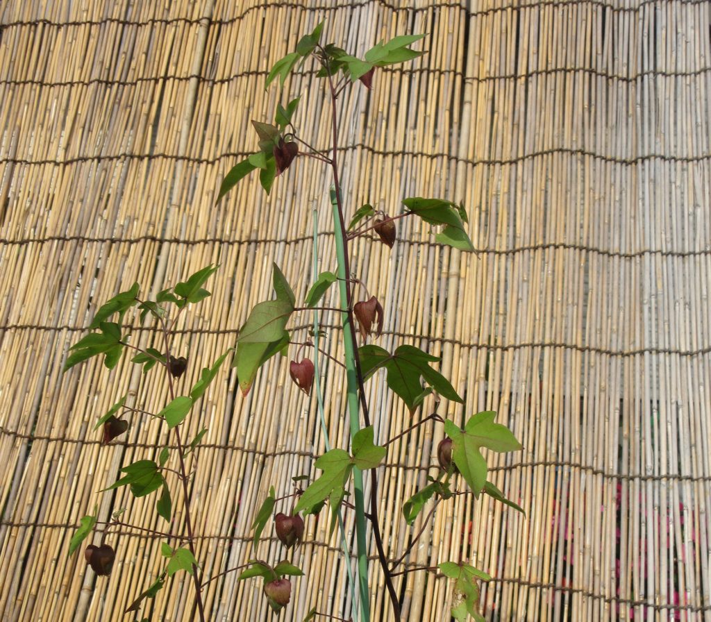 わた花　すだれ