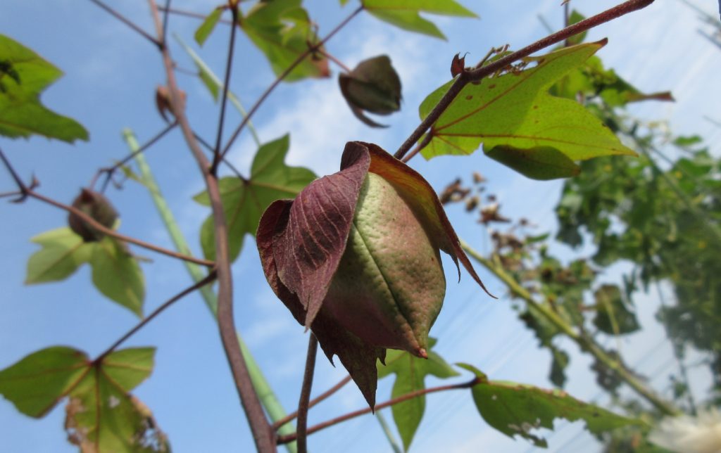 わたの実　成長