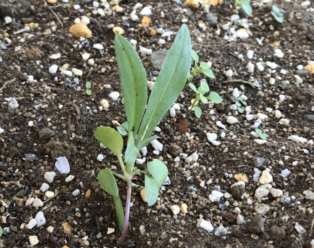 矢車菊　本葉成長