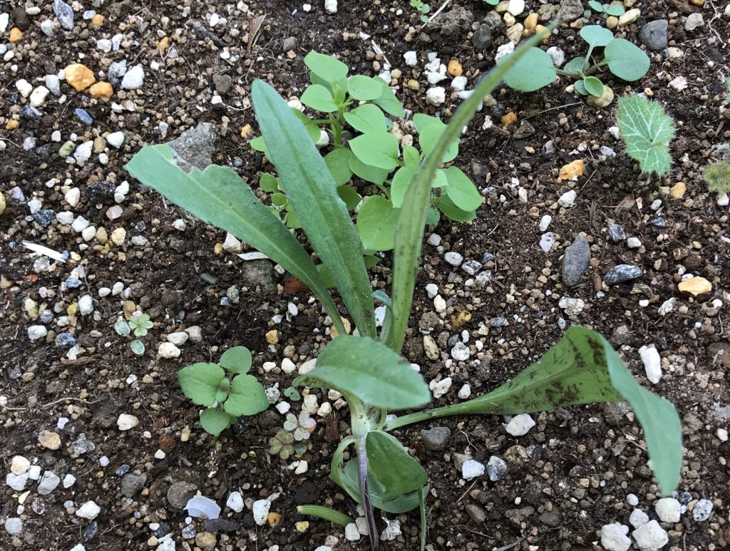 矢車菊　本葉増える