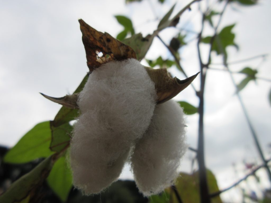 わた花　綿出た！