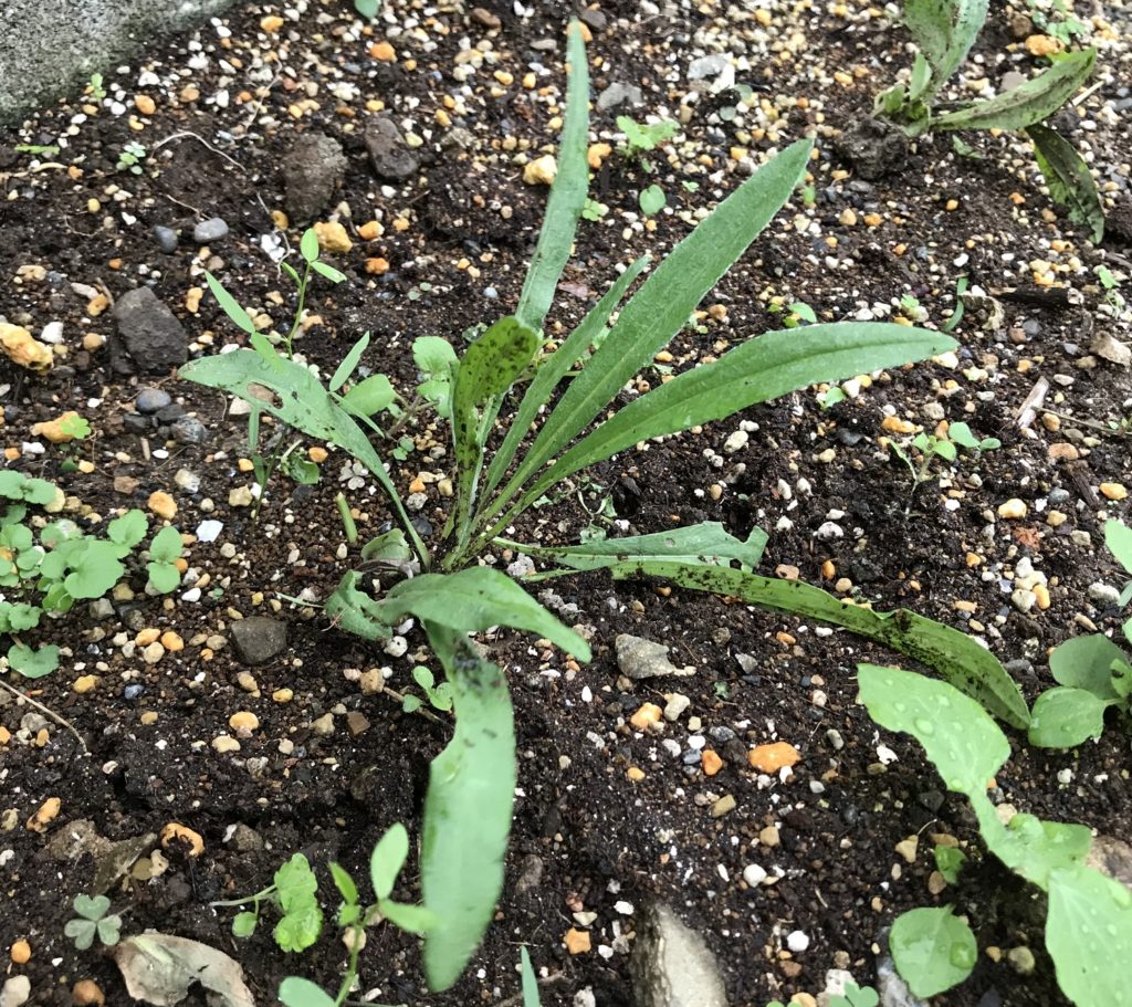 本葉シザーハンド