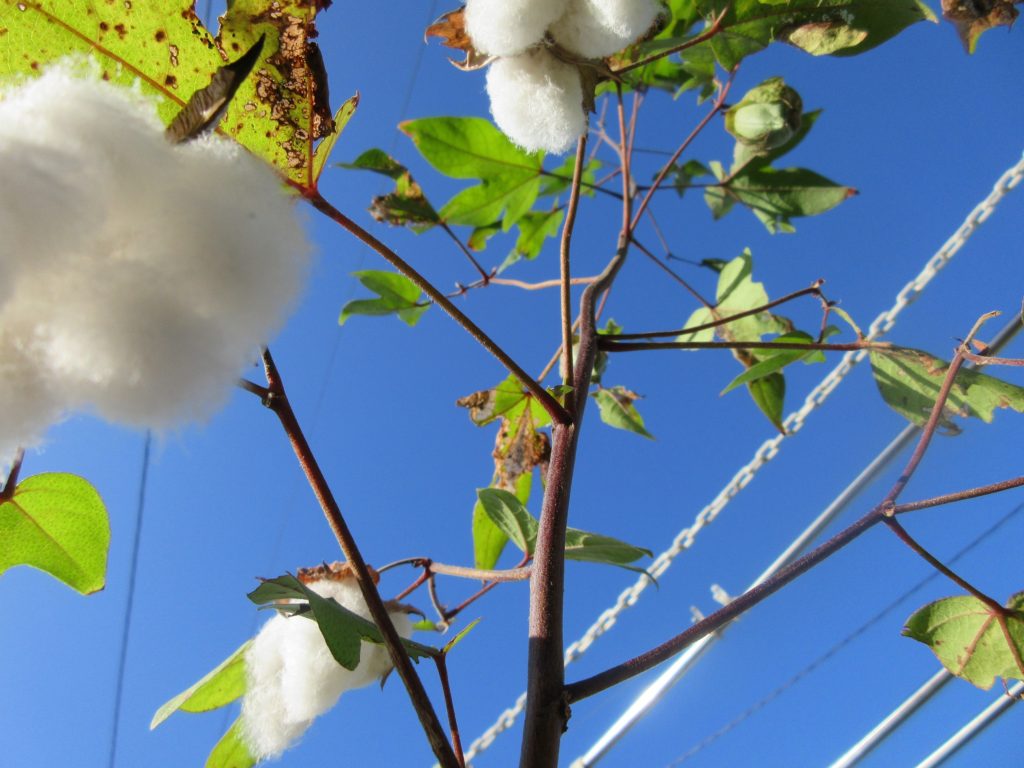 わたの実　鈴なり