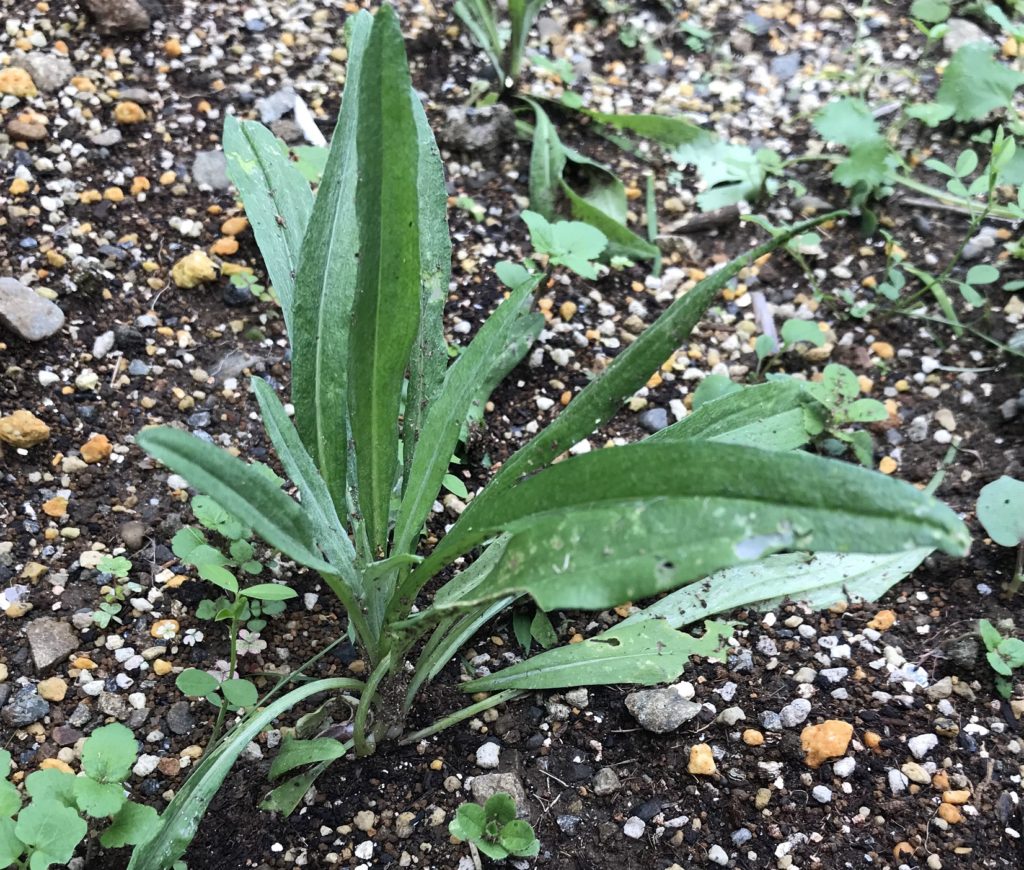 矢車菊　肉厚本葉