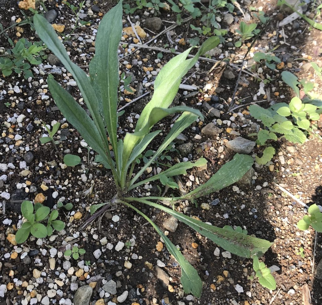 矢車菊　耐寒モード