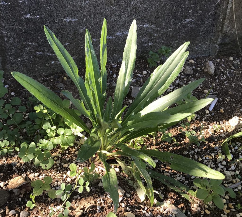 矢車菊　本葉拡散