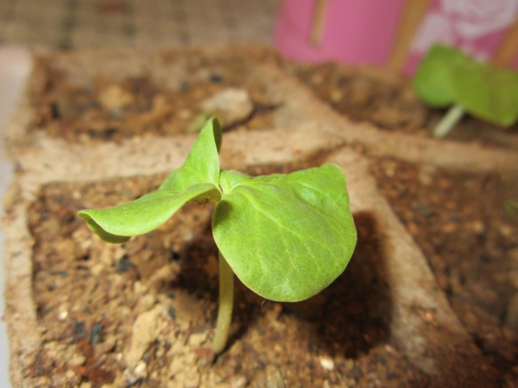 わた花　双葉開花