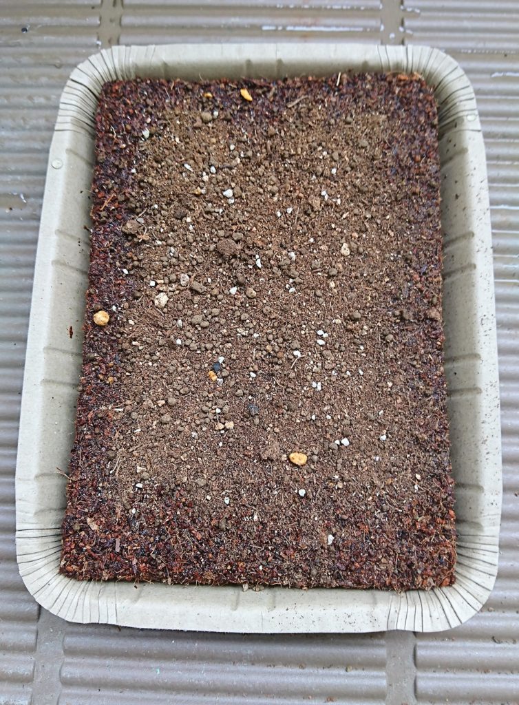 カモミール　ピートバン