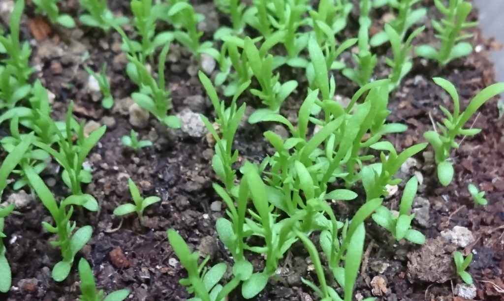 カモミール　夜はとじる