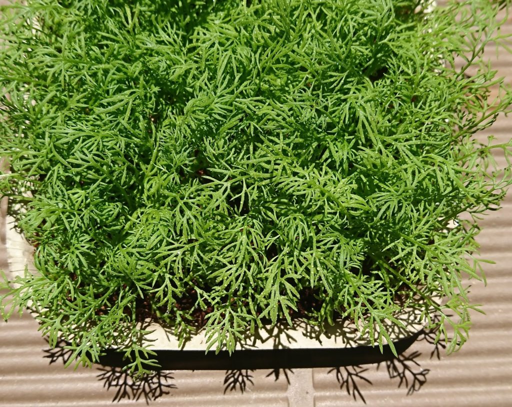 カモミール　茂りすぎ