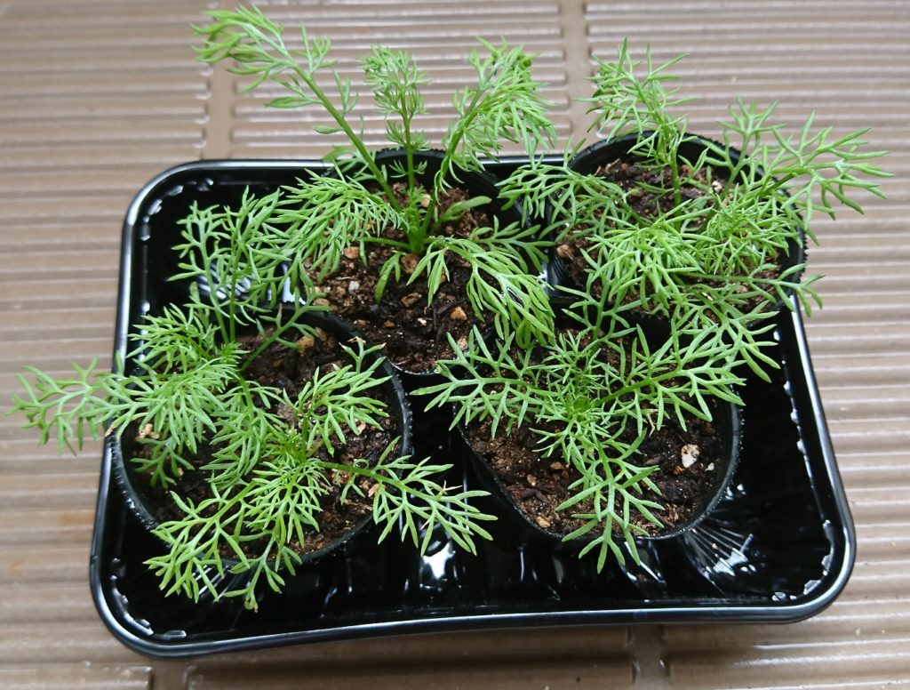 カモミール　四方に伸びだす