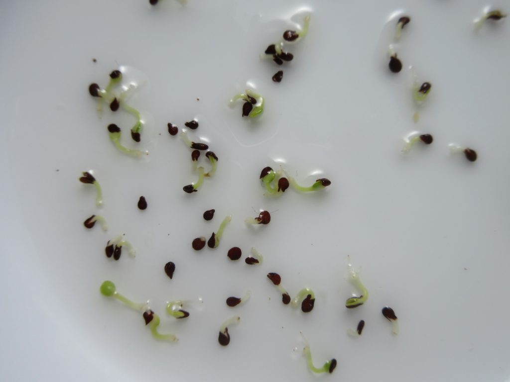 インパチェンス　発芽