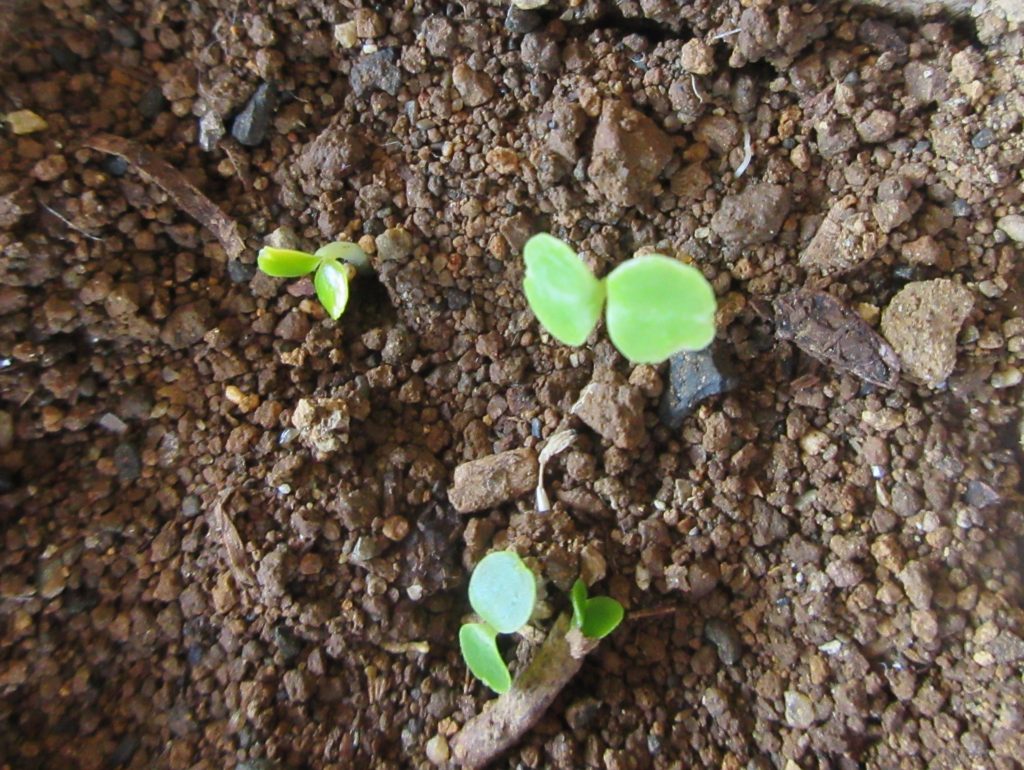 インパチェンス　双葉