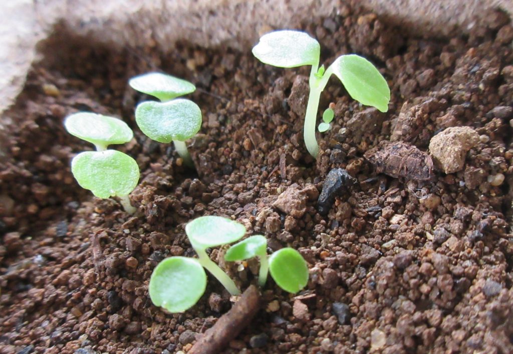 インパチェンス　本葉