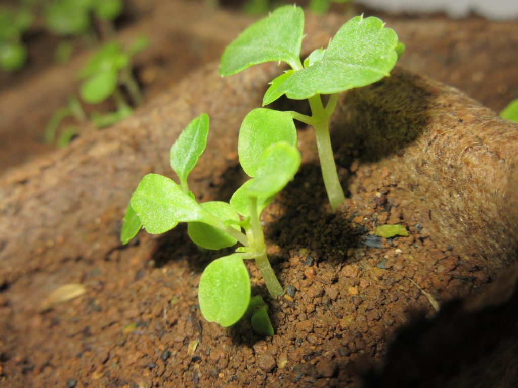 インパチェンス　本葉の成長