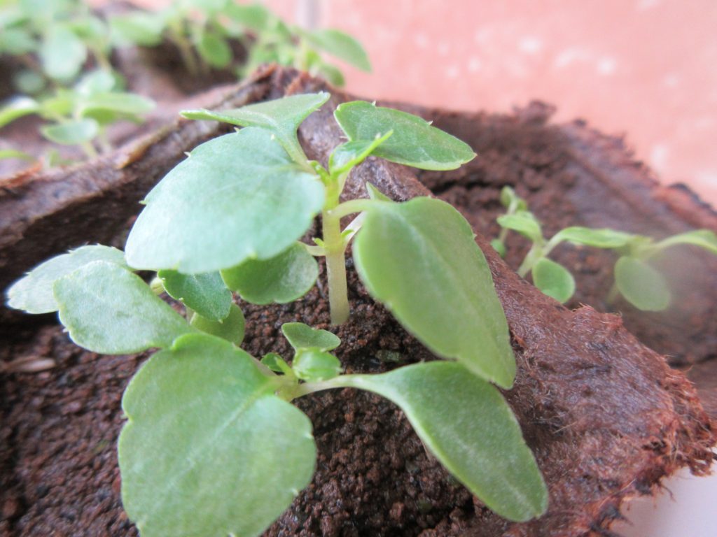 インパチェンス　本葉増殖