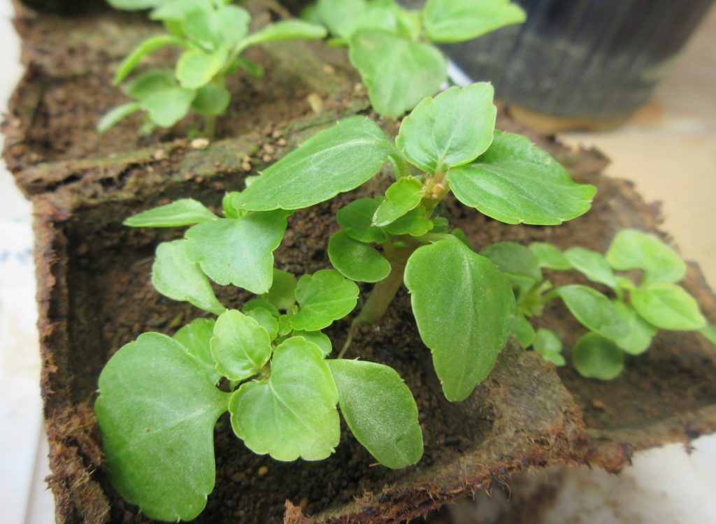 インパチェンス　本葉増殖