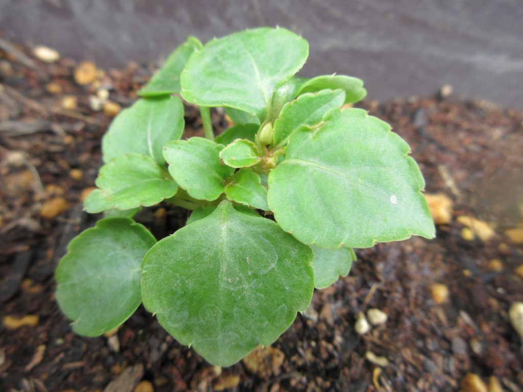 インパチェンス本葉増加