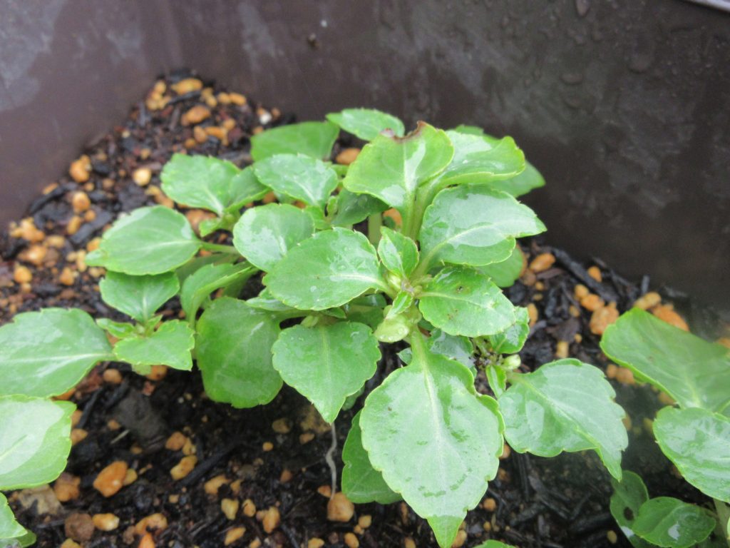 インパチェンス本葉横広がり