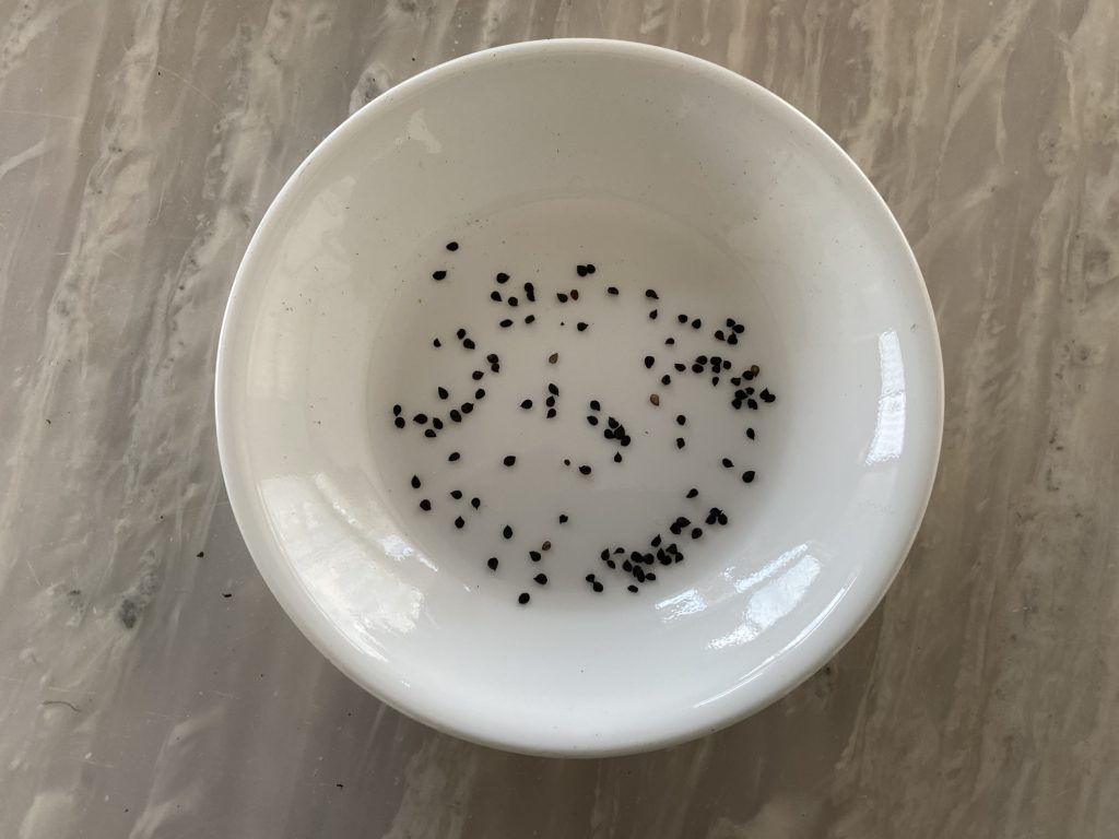 美女なでしこ　種