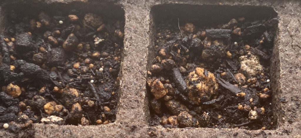 美女なでしこ　発芽しない