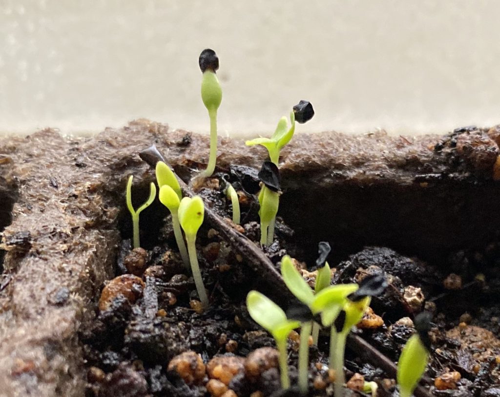 美女なでしこ　発芽