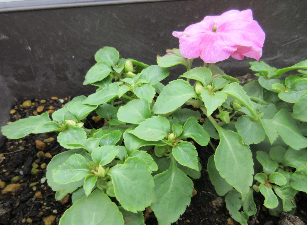 インパチェンス　開花