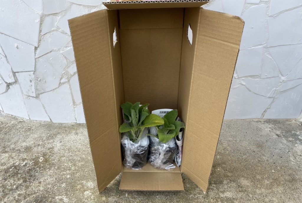 モンスタージギタリス小包でお届け