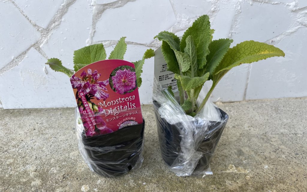 モンスタージギタリス　苗売り