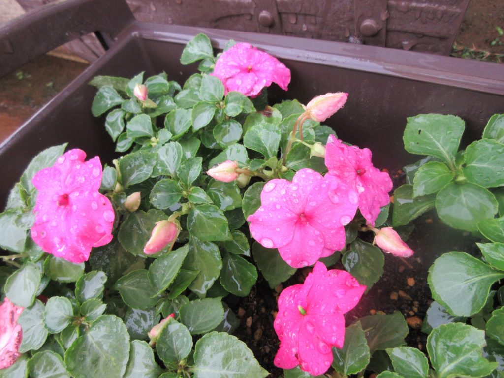 インパチェンス　花増加