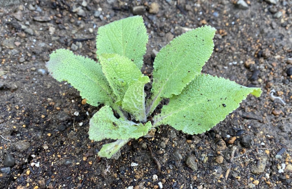 モンスタージギタリス　苗植え