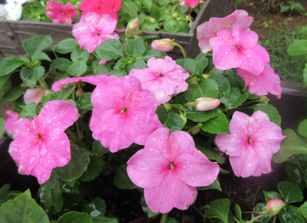 インパチェンス　満開