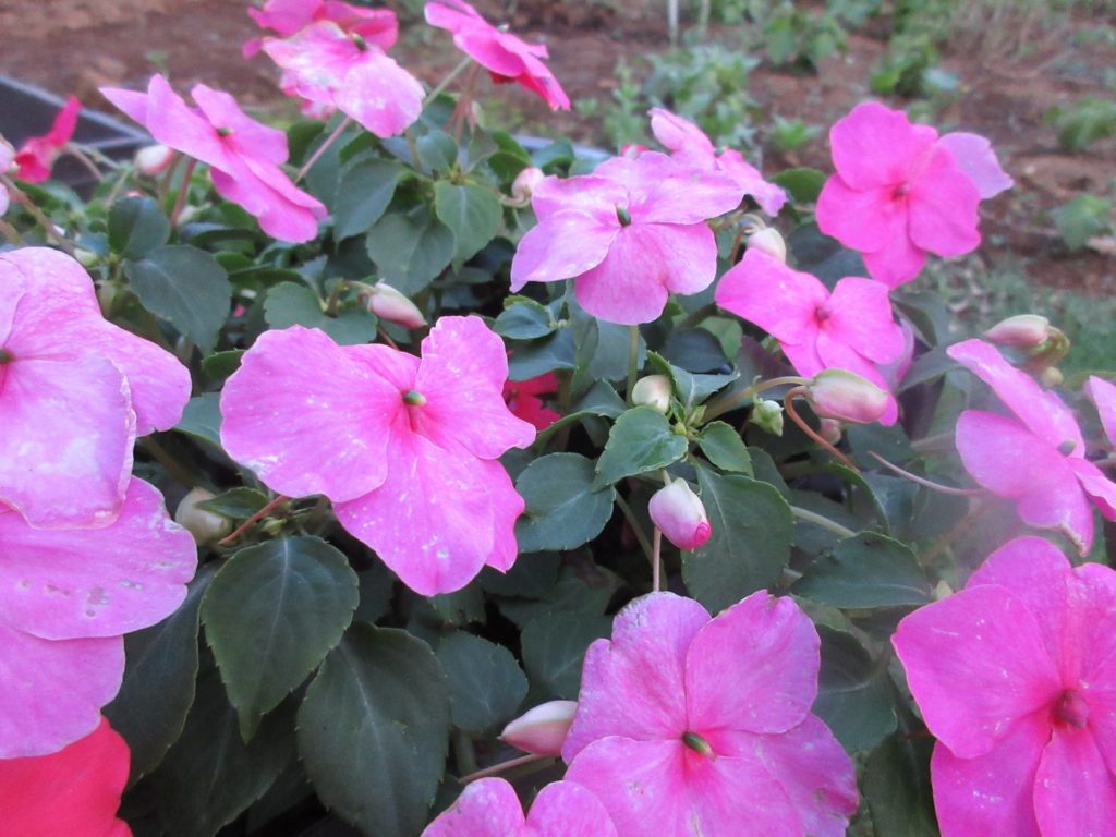 インパチェンス　超満開