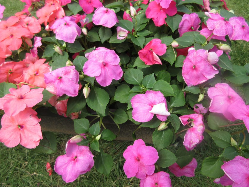 インパチェンス　赤