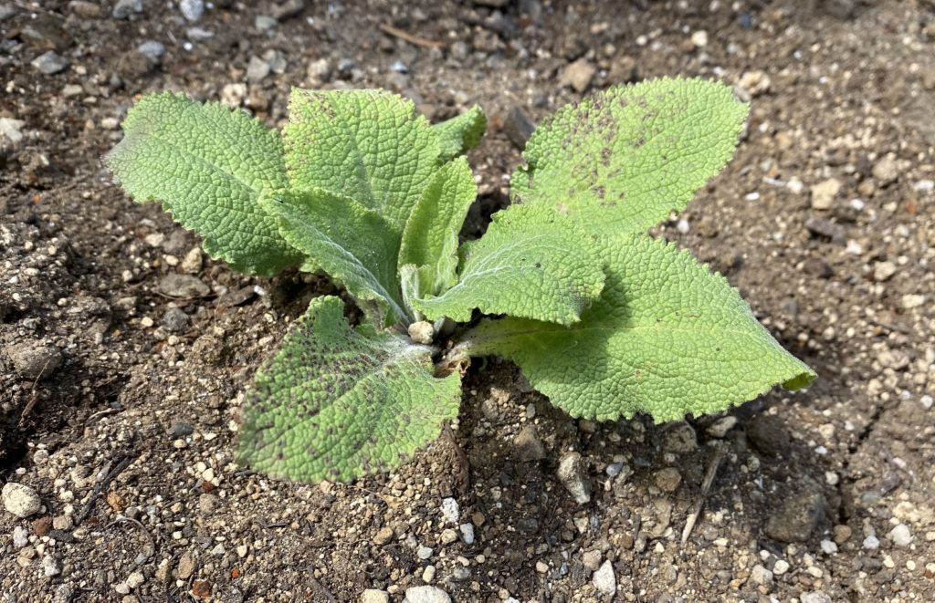 モンスタージギタリス　地植え定着