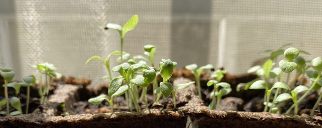 美女なでしこ　双葉