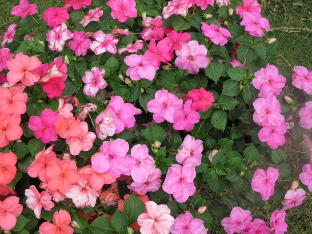 インパチェンス　絨毯