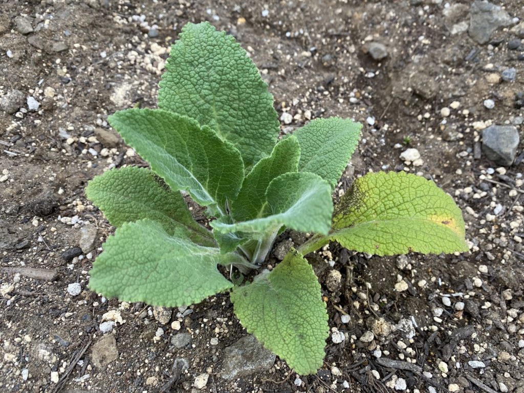 モンスタージギタリス　葉が増える