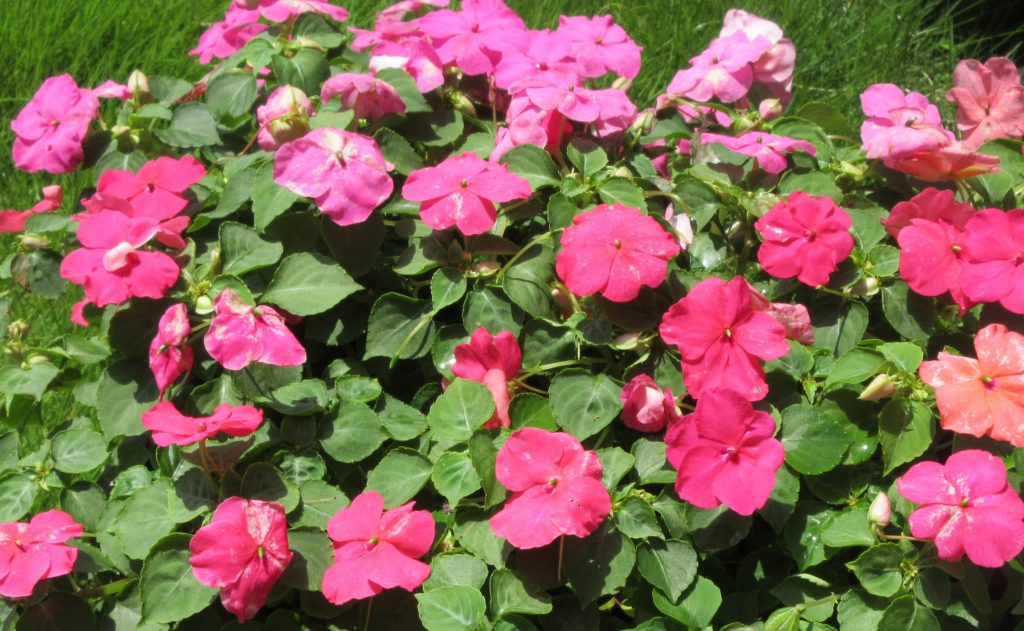 インパチェンス　実