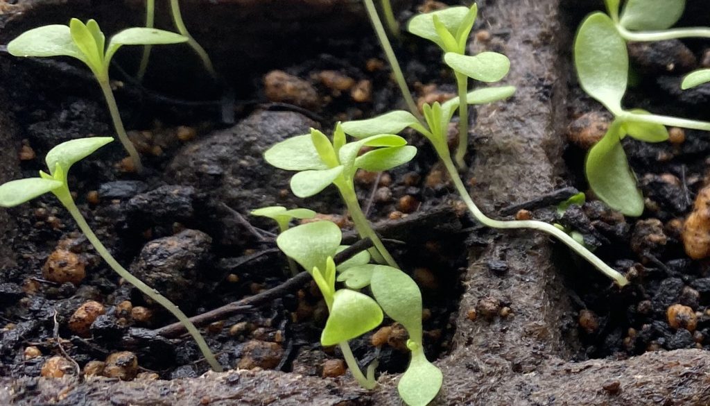 美女なでしこ　本葉発芽