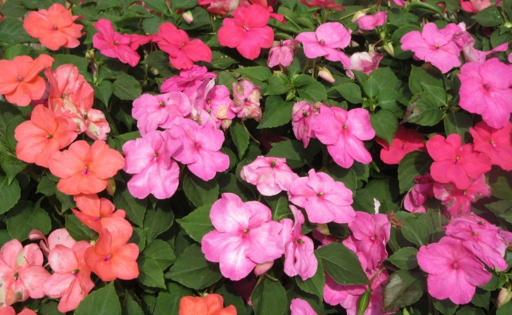 インパチェンス