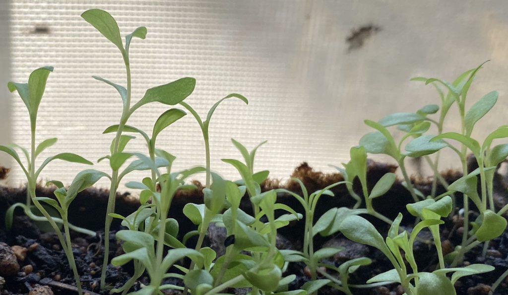 美女なでしこ　本葉成長