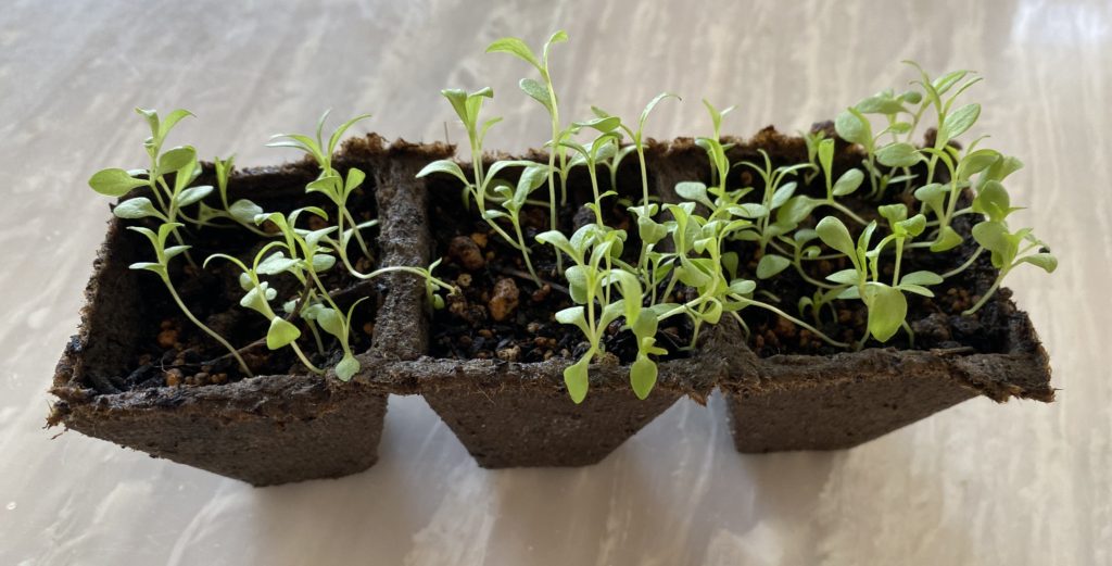 美女なでしこ　苗