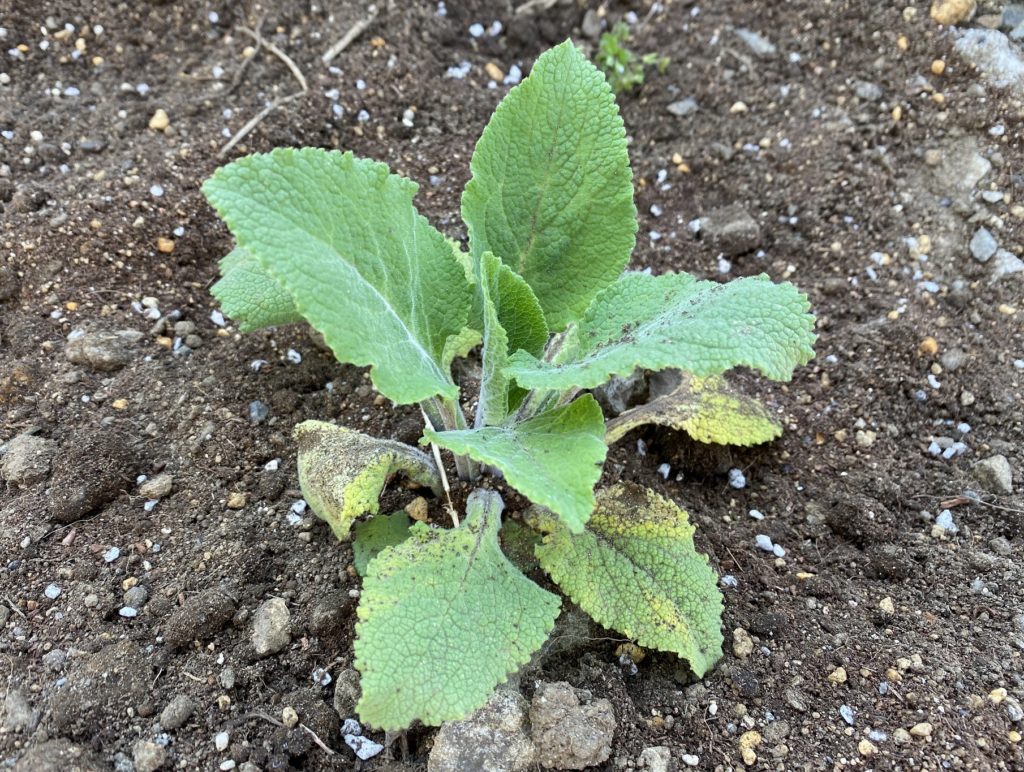 モンスタージギタリス　縦に伸びる