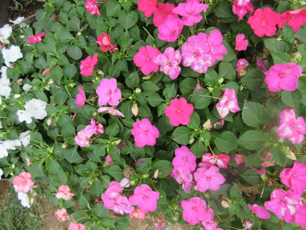 インパチェンス　白