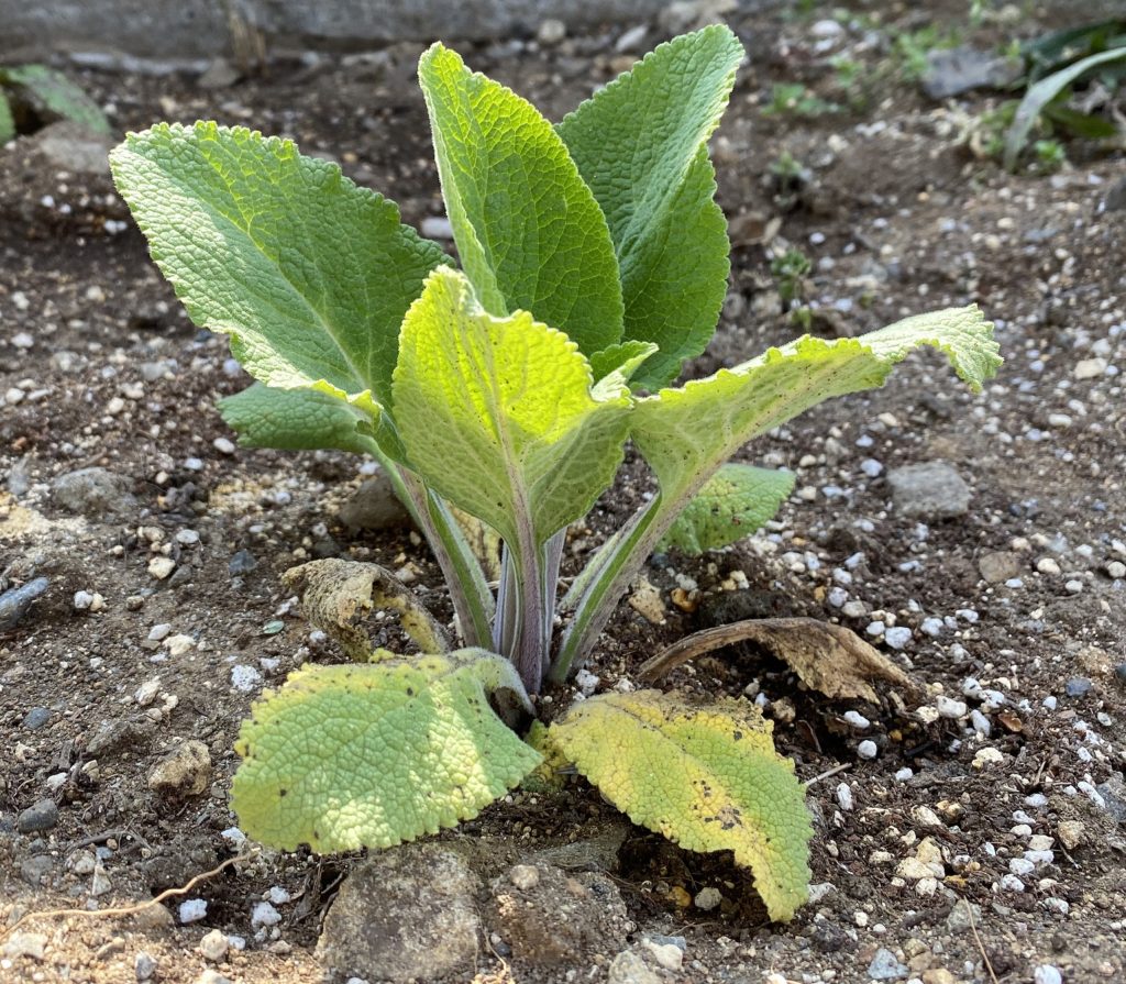 モンスタージギタリス　本葉が太く
