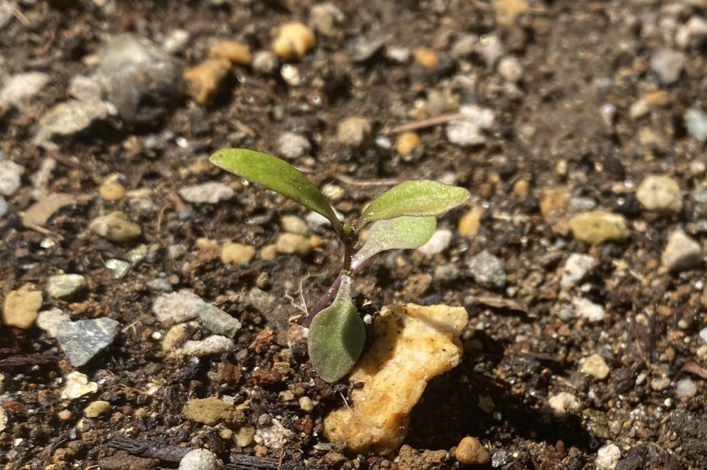 美女なでしこ　地植え